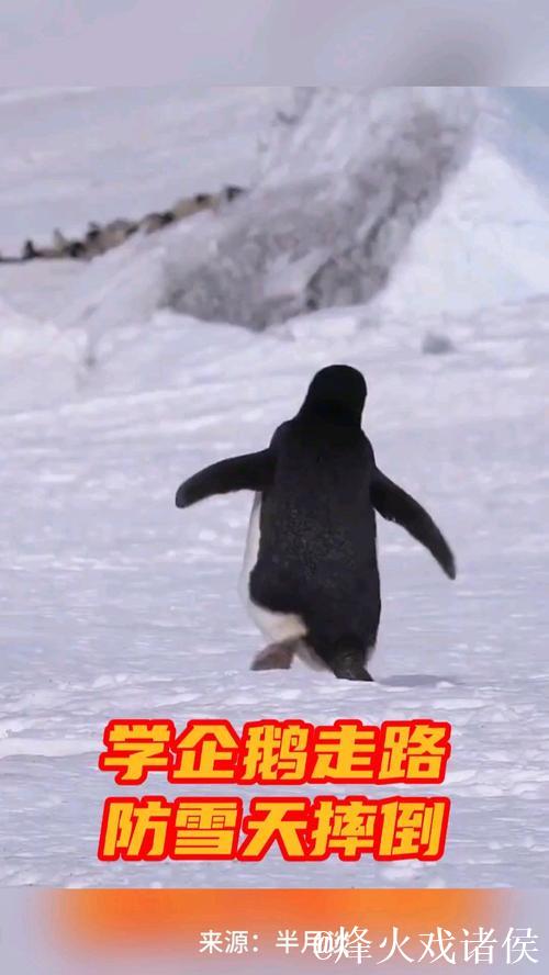 模仿企鹅步伐,稳健行走不摔跤 模仿企鹅步伐,稳健行走不摔跤